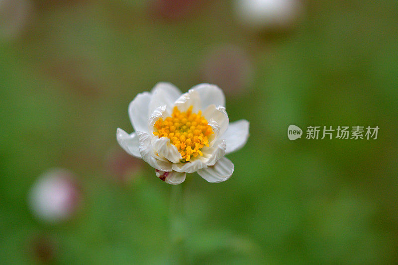 罗丹花花药/洋甘菊阳光/纸雏菊